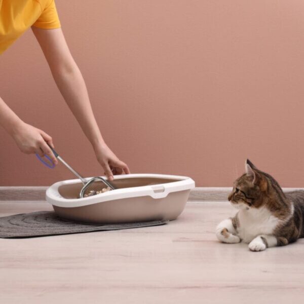 61SRMED7YHL-600x600 Sand Dipper Metal Cat Litter Scoop – Long Handle Cat Poop Scooper for Litter Box (15”), Heavy-Duty Stainless Steel Kitty Litter Scoop (Scoop)