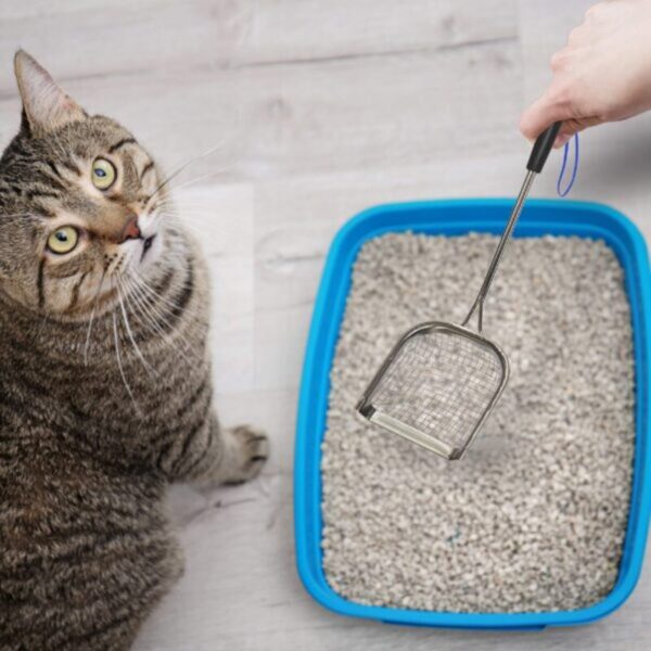 91ST4Wg2iYL-600x600 Sand Dipper Metal Cat Litter Scoop – Long Handle Cat Poop Scooper for Litter Box (15”), Heavy-Duty Stainless Steel Kitty Litter Scoop (Scoop)