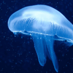 Sand Dipper 3 Pocket Shell Collecting Beach Bag Luxury Cotton Limited Edition Prints